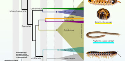 To date, 14,232 millipede species have been described, with at least as many still awaiting discovery. Image credit: Vasquez-Valverde et al., doi: 10.1016/j.cub.2026.05.035.