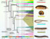 To date, 14,232 millipede species have been described, with at least as many still awaiting discovery. Image credit: Vasquez-Valverde et al., doi: 10.1016/j.cub.2026.05.035.