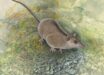 Reconstruction of Phantasmodon travouilloni in the Early Miocene rainforests of northwestern Queensland. Image credit: Peter Schouten.