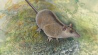 Reconstruction of Phantasmodon travouilloni in the Early Miocene rainforests of northwestern Queensland. Image credit: Peter Schouten.