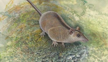 Reconstruction of Phantasmodon travouilloni in the Early Miocene rainforests of northwestern Queensland. Image credit: Peter Schouten.