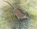Reconstruction of Phantasmodon travouilloni in the Early Miocene rainforests of northwestern Queensland. Image credit: Peter Schouten.