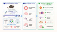Using the APP/PS1 mouse model of familial Alzheimer’s disease, Pyun et al. investigated the effect of Cu(ATSM) on brain microvascular abundance and function of P-glycoprotein and the associated effects on exogenous amyloid-beta clearance, brain amyloid burden, and cognitive function. Image credit: Pyun et al., doi: 10.1021/acschemneuro.6c00252.