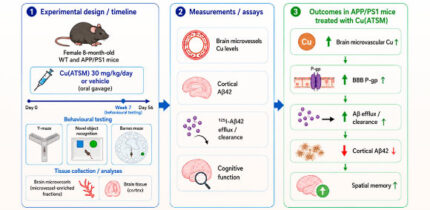 Using the APP/PS1 mouse model of familial Alzheimer’s disease, Pyun et al. investigated the effect of Cu(ATSM) on brain microvascular abundance and function of P-glycoprotein and the associated effects on exogenous amyloid-beta clearance, brain amyloid burden, and cognitive function. Image credit: Pyun et al., doi: 10.1021/acschemneuro.6c00252.