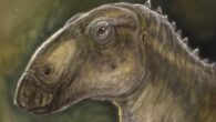 Kryptohadros kallaiae. Image credit: Tibor Pecsics.