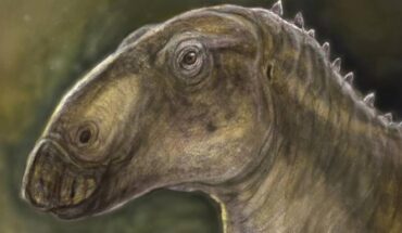 Kryptohadros kallaiae. Image credit: Tibor Pecsics.