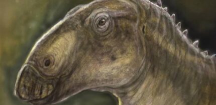 Kryptohadros kallaiae. Image credit: Tibor Pecsics.