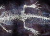 The holotype specimen of Montsecosuchus depereti. Image credit: Castillo-Visa et al., doi: 10.1093/zoolinnean/zlag076.