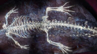 The holotype specimen of Montsecosuchus depereti. Image credit: Castillo-Visa et al., doi: 10.1093/zoolinnean/zlag076.