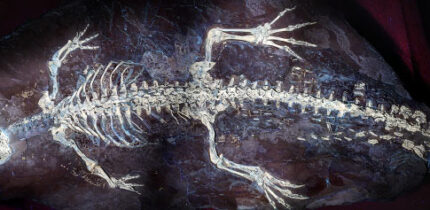 The holotype specimen of Montsecosuchus depereti. Image credit: Castillo-Visa et al., doi: 10.1093/zoolinnean/zlag076.