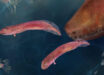 New fossil evidence suggests that embolomeres did not undergo a metamorphosis the way that modern amphibians do when growing up, which challenges a long-standing scientific belief that amphibians, reptiles, and mammals evolved from animals that had a tadpole stage. Image credit: Berit Godring.