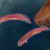 New fossil evidence suggests that embolomeres did not undergo a metamorphosis the way that modern amphibians do when growing up, which challenges a long-standing scientific belief that amphibians, reptiles, and mammals evolved from animals that had a tadpole stage. Image credit: Berit Godring.