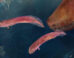New fossil evidence suggests that embolomeres did not undergo a metamorphosis the way that modern amphibians do when growing up, which challenges a long-standing scientific belief that amphibians, reptiles, and mammals evolved from animals that had a tadpole stage. Image credit: Berit Godring.