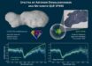 The asteroid Donaldjohanson is composed of two heavily cratered lobes, connected by a smoother neck, with overall dimensions 8.8 km by 4.4 km by 3.1 km. Image credit: NASA / Goddard / SwRI / Dan Gallagher.