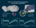 The asteroid Donaldjohanson is composed of two heavily cratered lobes, connected by a smoother neck, with overall dimensions 8.8 km by 4.4 km by 3.1 km. Image credit: NASA / Goddard / SwRI / Dan Gallagher.