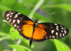 Heliconius hecale. Image credit: Robert Lawton / CC BY-SA 2.5.