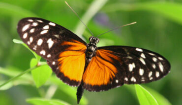 Heliconius hecale. Image credit: Robert Lawton / CC BY-SA 2.5.