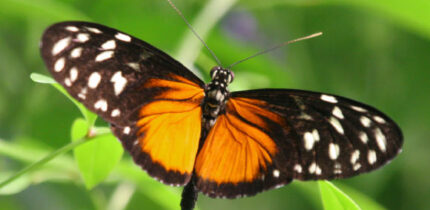 Heliconius hecale. Image credit: Robert Lawton / CC BY-SA 2.5.