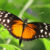Heliconius hecale. Image credit: Robert Lawton / CC BY-SA 2.5.