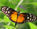 Heliconius hecale. Image credit: Robert Lawton / CC BY-SA 2.5.