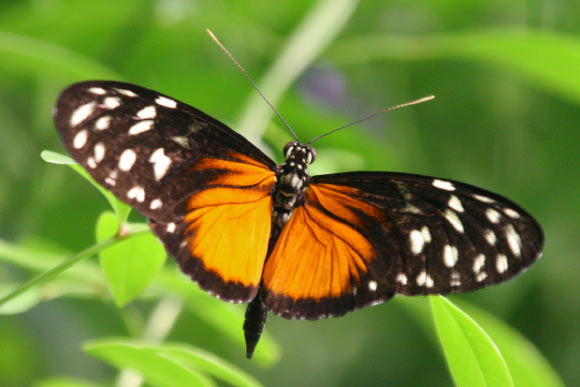 Secret to Heliconius Butterflies’ Longevity May Be Hidden in Pollen