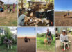 Testing situation and hunters with their dogs -- examples from each of the four non-WEIRD societies: (a) pointing test in Mongolia, (b) unsolvable problem test in Vanuatu, (c) showing test in Mongolia, (d) Vanuatu, (e) Mongolia, (f) Madagascar, (g) Peru. Image credit: Bräuer et al., doi: 10.1038/s41598-026-57657-1.