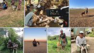 Testing situation and hunters with their dogs -- examples from each of the four non-WEIRD societies: (a) pointing test in Mongolia, (b) unsolvable problem test in Vanuatu, (c) showing test in Mongolia, (d) Vanuatu, (e) Mongolia, (f) Madagascar, (g) Peru. Image credit: Bräuer et al., doi: 10.1038/s41598-026-57657-1.