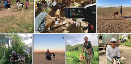 Testing situation and hunters with their dogs -- examples from each of the four non-WEIRD societies: (a) pointing test in Mongolia, (b) unsolvable problem test in Vanuatu, (c) showing test in Mongolia, (d) Vanuatu, (e) Mongolia, (f) Madagascar, (g) Peru. Image credit: Bräuer et al., doi: 10.1038/s41598-026-57657-1.