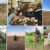Testing situation and hunters with their dogs -- examples from each of the four non-WEIRD societies: (a) pointing test in Mongolia, (b) unsolvable problem test in Vanuatu, (c) showing test in Mongolia, (d) Vanuatu, (e) Mongolia, (f) Madagascar, (g) Peru. Image credit: Bräuer et al., doi: 10.1038/s41598-026-57657-1.