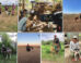 Testing situation and hunters with their dogs -- examples from each of the four non-WEIRD societies: (a) pointing test in Mongolia, (b) unsolvable problem test in Vanuatu, (c) showing test in Mongolia, (d) Vanuatu, (e) Mongolia, (f) Madagascar, (g) Peru. Image credit: Bräuer et al., doi: 10.1038/s41598-026-57657-1.