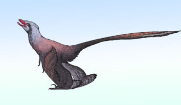 Changzhousaurus sinensis. Image credit: Connor Ashbridge / CC BY 4.0.
