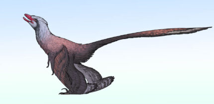 Changzhousaurus sinensis. Image credit: Connor Ashbridge / CC BY 4.0.