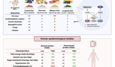 Mostly plant-based low-amino-acid diets have the most potent effects on healthspan but require moderate methionine intake to minimize frailty. Image credit: Fanti et al., doi: 10.1016/j.cmet.2026.05.015.