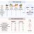 Mostly plant-based low-amino-acid diets have the most potent effects on healthspan but require moderate methionine intake to minimize frailty. Image credit: Fanti et al., doi: 10.1016/j.cmet.2026.05.015.
