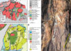 The North Pole Dome crater: (A) simplified map of the East Pilbara Terrane (EPT, Western Australia), showing Paleoarchean granite domes (pink) and greenstone belts (greens and blues); the North Pole Dome (NPD) lies near the terrane center; (B) geological map of the NPD and the shatter-cone field (yellow star); (C) A quartz (Qtz)-carbonate vein cutting shatter-cone lineation. Image credit: Kirkland et al., doi: 10.1130/G54866.1.