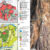 The North Pole Dome crater: (A) simplified map of the East Pilbara Terrane (EPT, Western Australia), showing Paleoarchean granite domes (pink) and greenstone belts (greens and blues); the North Pole Dome (NPD) lies near the terrane center; (B) geological map of the NPD and the shatter-cone field (yellow star); (C) A quartz (Qtz)-carbonate vein cutting shatter-cone lineation. Image credit: Kirkland et al., doi: 10.1130/G54866.1.