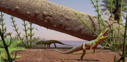 Life reconstruction of Silescelida acristata. Image credit: Matheus Fernandes Gadelha.