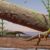 Life reconstruction of Silescelida acristata. Image credit: Matheus Fernandes Gadelha.