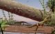 Life reconstruction of Silescelida acristata. Image credit: Matheus Fernandes Gadelha.