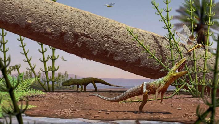 Distant Cousin of Crocodiles Stalked Brazil 240 Million Years Ago