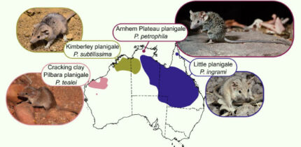 Revised distributions of the four planigale species formerly attributed to Planigale ingrami. Image credit: Umbrello et al., doi: 10.1093/zoolinnean/zlag082.