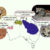 Revised distributions of the four planigale species formerly attributed to Planigale ingrami. Image credit: Umbrello et al., doi: 10.1093/zoolinnean/zlag082.