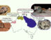 Revised distributions of the four planigale species formerly attributed to Planigale ingrami. Image credit: Umbrello et al., doi: 10.1093/zoolinnean/zlag082.