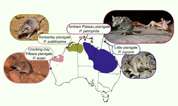 World’s Smallest Marsupial is Actually Four Distinct Species