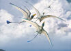 Walters et al. compared theoretical pterosaur wings with published reconstructions over a series of shape and function tests to understand whether the current scientific understanding of pterosaur wing shape is likely to accurately represent the diversity of pterosaur wing shapes and whether issues in depicting pterosaurs stem from the style or substance of life reconstructions; their results revealed that reconstructions do not perform as expected and thus do not accurately represent the flight abilities of pterosaurs. Image credit: Mark P. Witton.