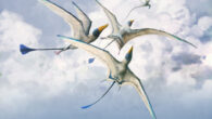 Walters et al. compared theoretical pterosaur wings with published reconstructions over a series of shape and function tests to understand whether the current scientific understanding of pterosaur wing shape is likely to accurately represent the diversity of pterosaur wing shapes and whether issues in depicting pterosaurs stem from the style or substance of life reconstructions; their results revealed that reconstructions do not perform as expected and thus do not accurately represent the flight abilities of pterosaurs. Image credit: Mark P. Witton.