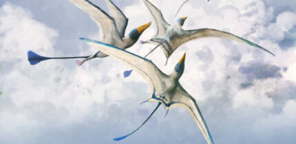 Walters et al. compared theoretical pterosaur wings with published reconstructions over a series of shape and function tests to understand whether the current scientific understanding of pterosaur wing shape is likely to accurately represent the diversity of pterosaur wing shapes and whether issues in depicting pterosaurs stem from the style or substance of life reconstructions; their results revealed that reconstructions do not perform as expected and thus do not accurately represent the flight abilities of pterosaurs. Image credit: Mark P. Witton.