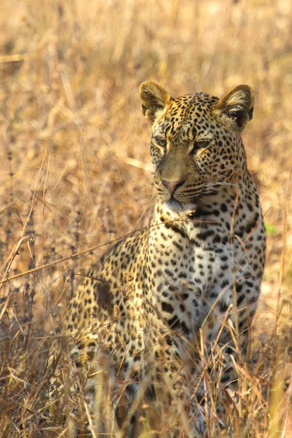 Although Panthera pardus burgtonnae was roughly similar in length to modern African leopards (Panthera pardus pardus), its skeleton suggests a much stockier build. Image credit: Thomas Fuhrmann / CC BY-SA 4.0.