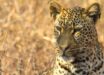 Although Panthera pardus burgtonnae was roughly similar in length to modern African leopards (Panthera pardus pardus), its skeleton suggests a much stockier build. Image credit: Thomas Fuhrmann / CC BY-SA 4.0.