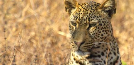 Although Panthera pardus burgtonnae was roughly similar in length to modern African leopards (Panthera pardus pardus), its skeleton suggests a much stockier build. Image credit: Thomas Fuhrmann / CC BY-SA 4.0.